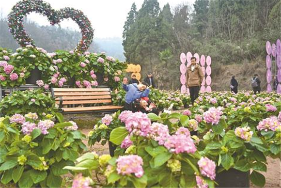 西湖·梦六合景区绣球花展引客来。记者 刘星欣 摄