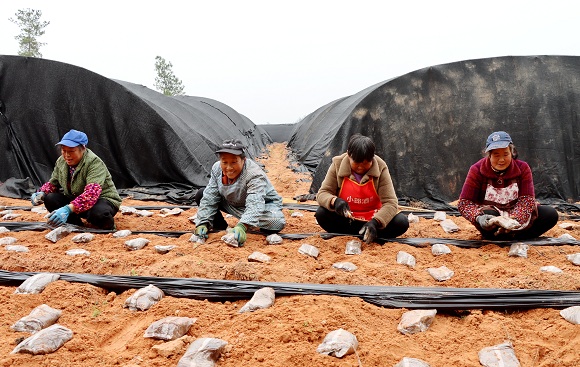 村民正在放置菌袋。通讯员 李诗素 摄