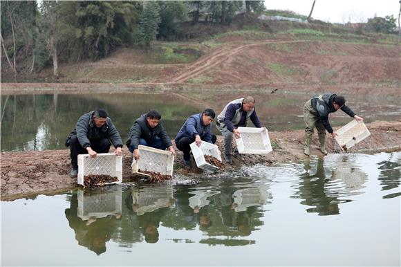 工人们在稻虾田边投放虾苗。通讯员  陈仕川 摄