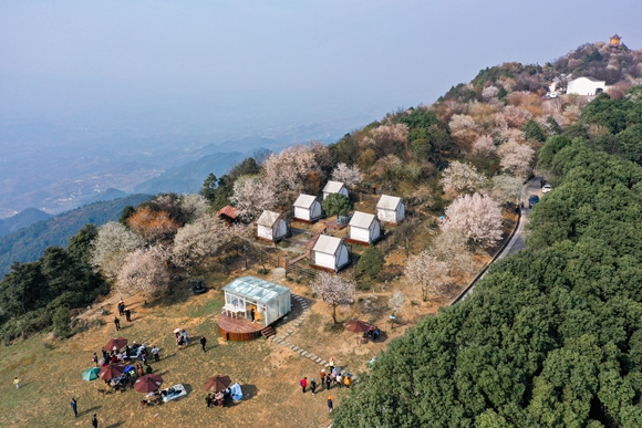 游客在野生樱花群中赏春露营。渝北区大盛镇供图 华龙网发