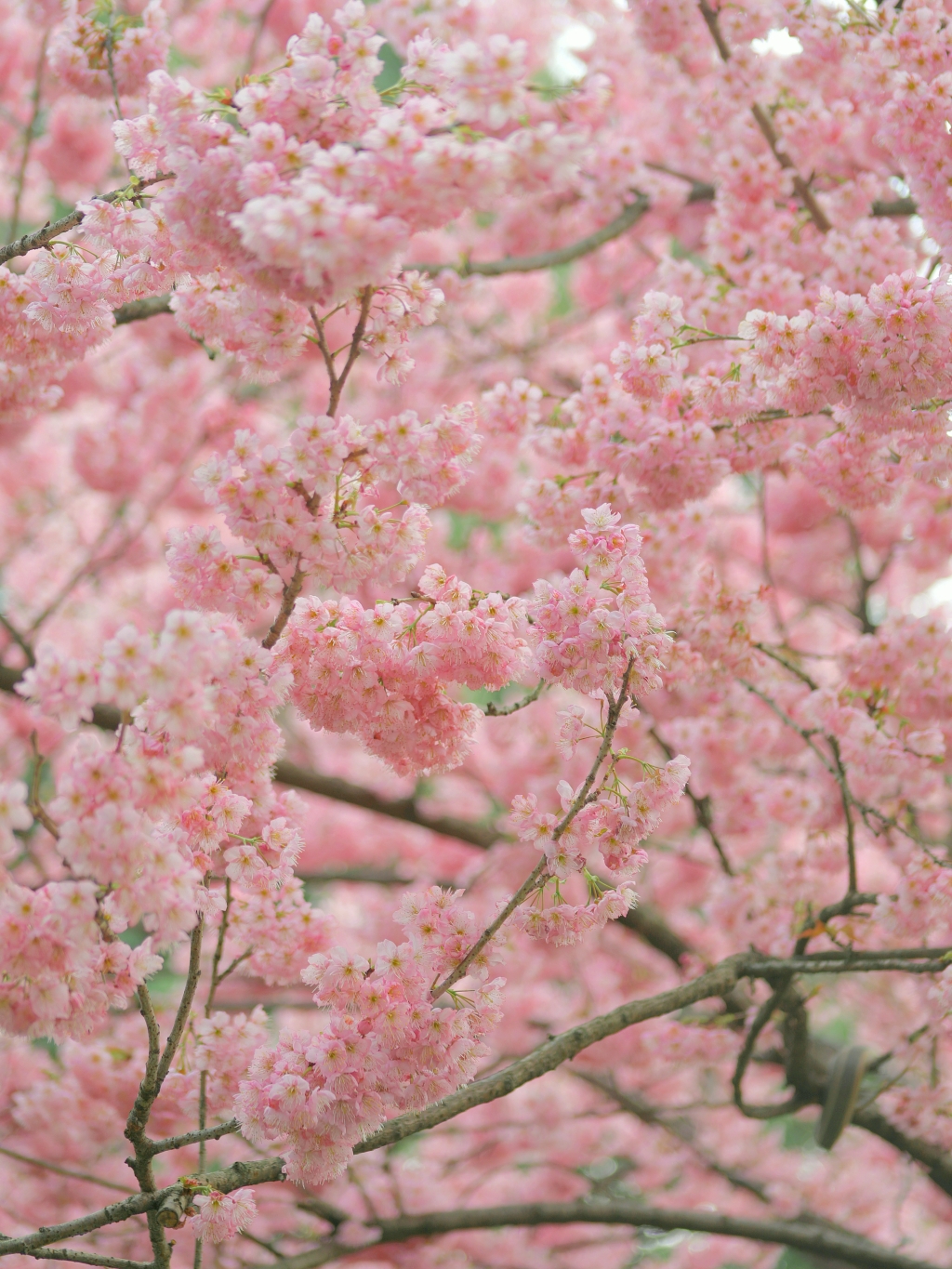 南山实验学校樱花图片