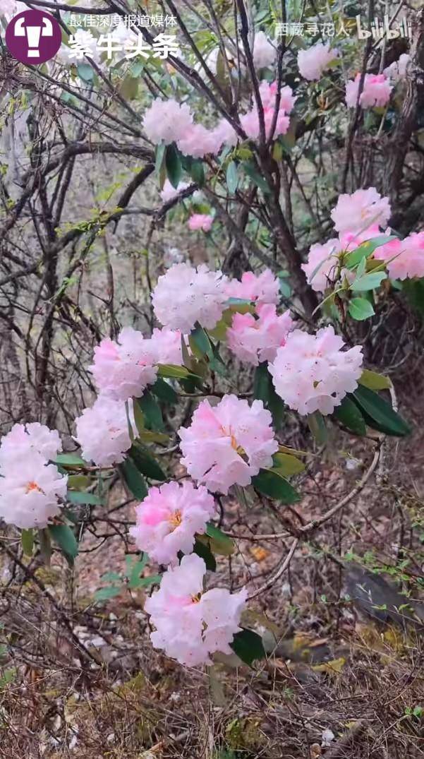 为寻一朵花骑行千里，90后厨师在西藏痴迷拍高原花，还收获了爱情2