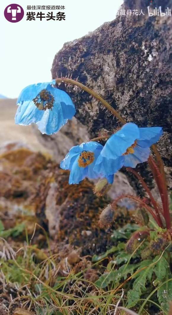 为寻一朵花骑行千里，90后厨师在西藏痴迷拍高原花，还收获了爱情6