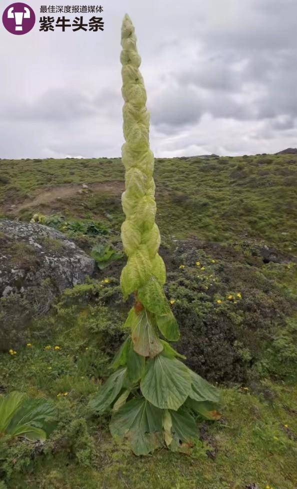 为寻一朵花骑行千里，90后厨师在西藏痴迷拍高原花，还收获了爱情3