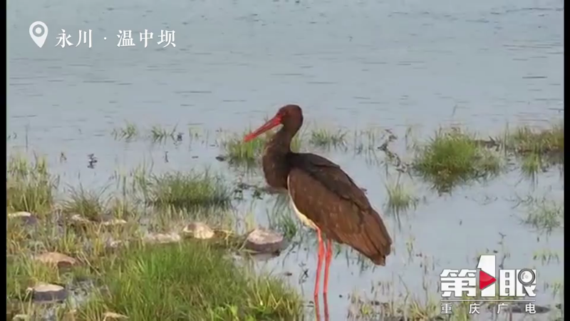 春江水暖鹳先知 国家一级保护野生动物黑鹳现身重庆3