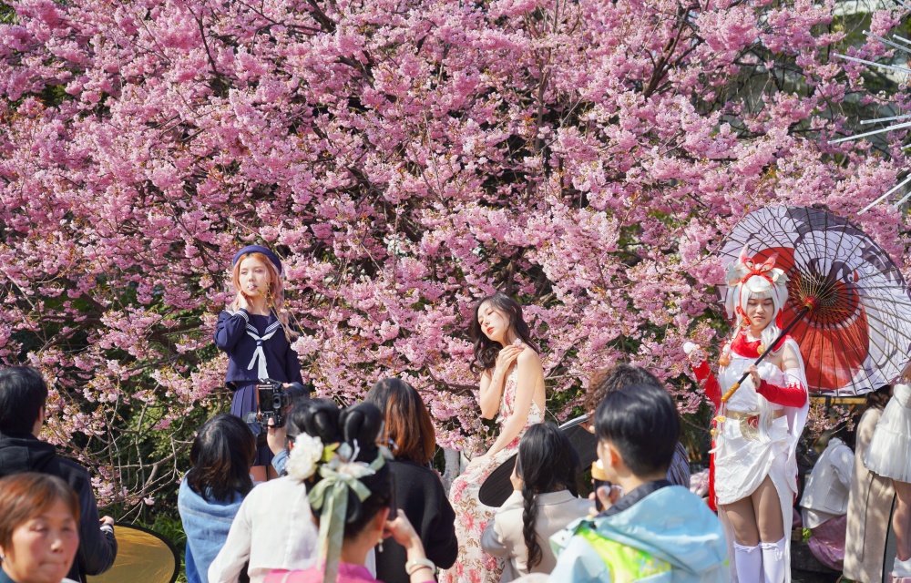南山植物园春花盛开2