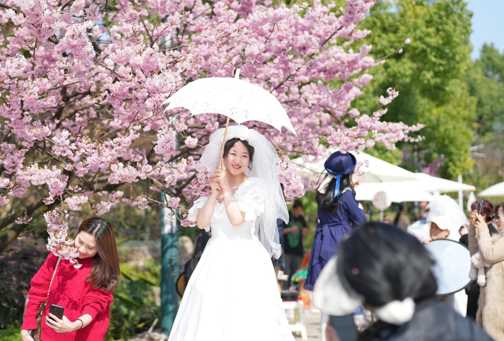南山植物园春花盛开5