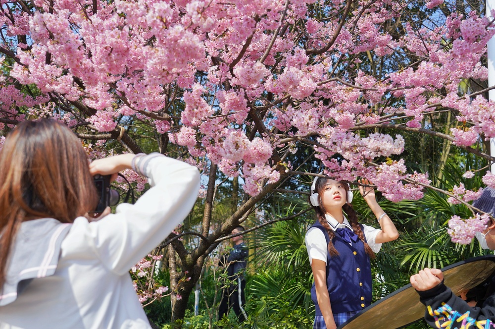 南山植物园春花盛开3