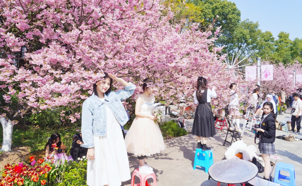 南山植物园春花盛开4