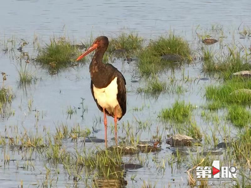春江水暖鹳先知 国家一级保护野生动物黑鹳现身重庆1