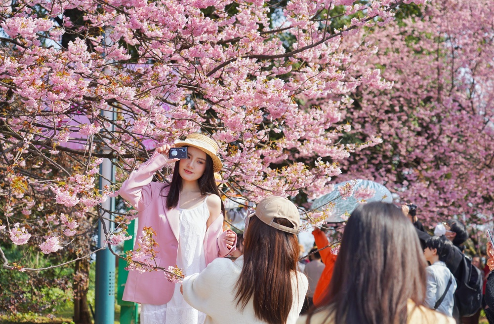 南山植物园春花盛开1