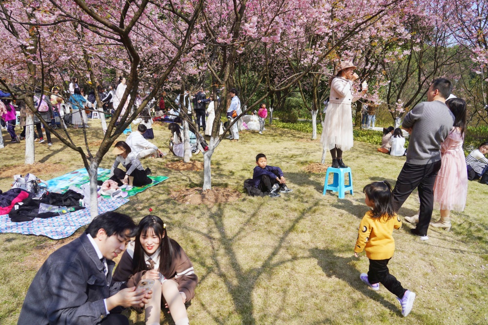 南山植物园春花盛开7