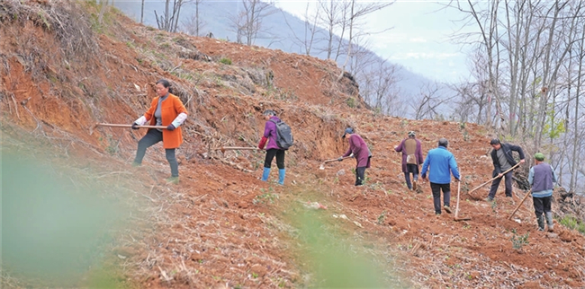 村民在油茶基地管护油茶苗。酉阳报记者 段成军 摄