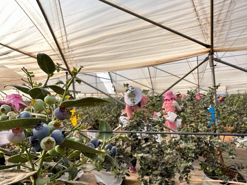 云南蓝莓丰产，当地新农人借助拼多多畅达销售渠道。 朱博  摄