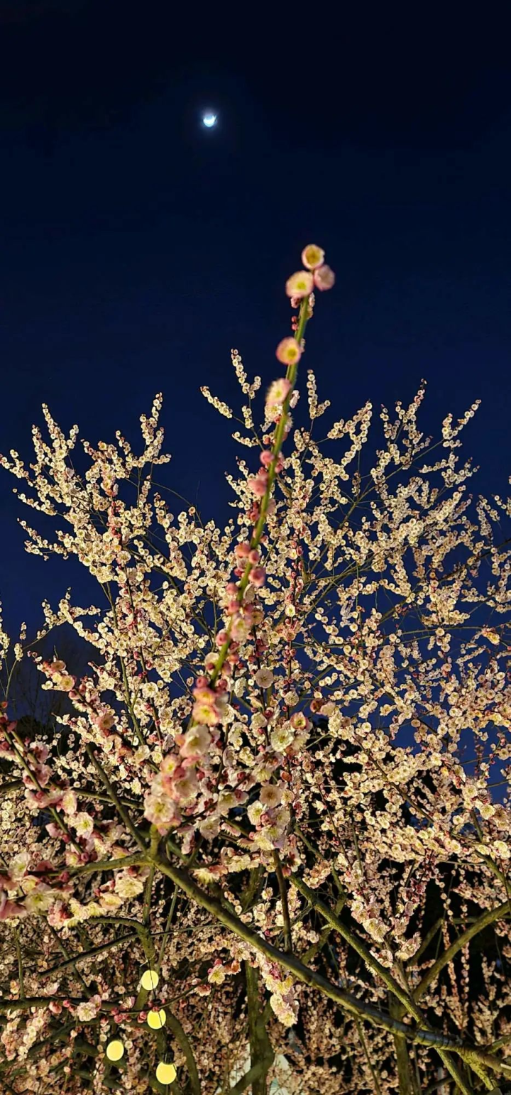 周鹊虹：梦见梅，在初春的深夜2