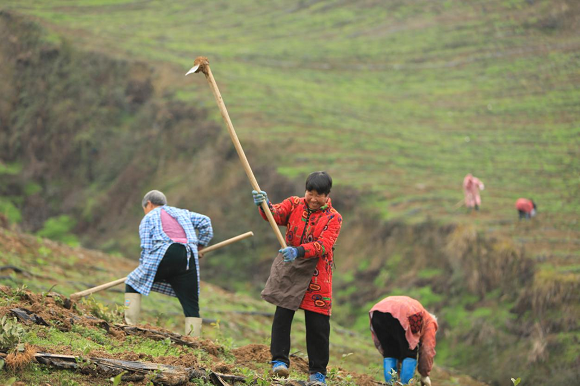 村民们正在翻耕土地。通讯员 胡程 摄