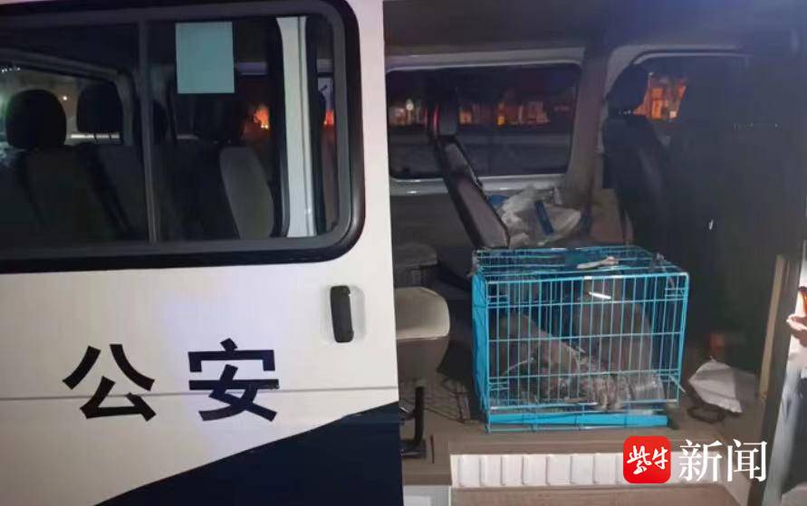 戴定位器的爱猫失踪，显示被运至广州 女孩坐飞机跨越1600公里将其救出