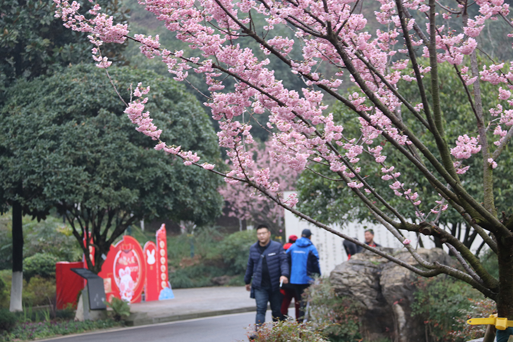 重庆园博园樱花绽放引众多市民打卡。受访单位供图