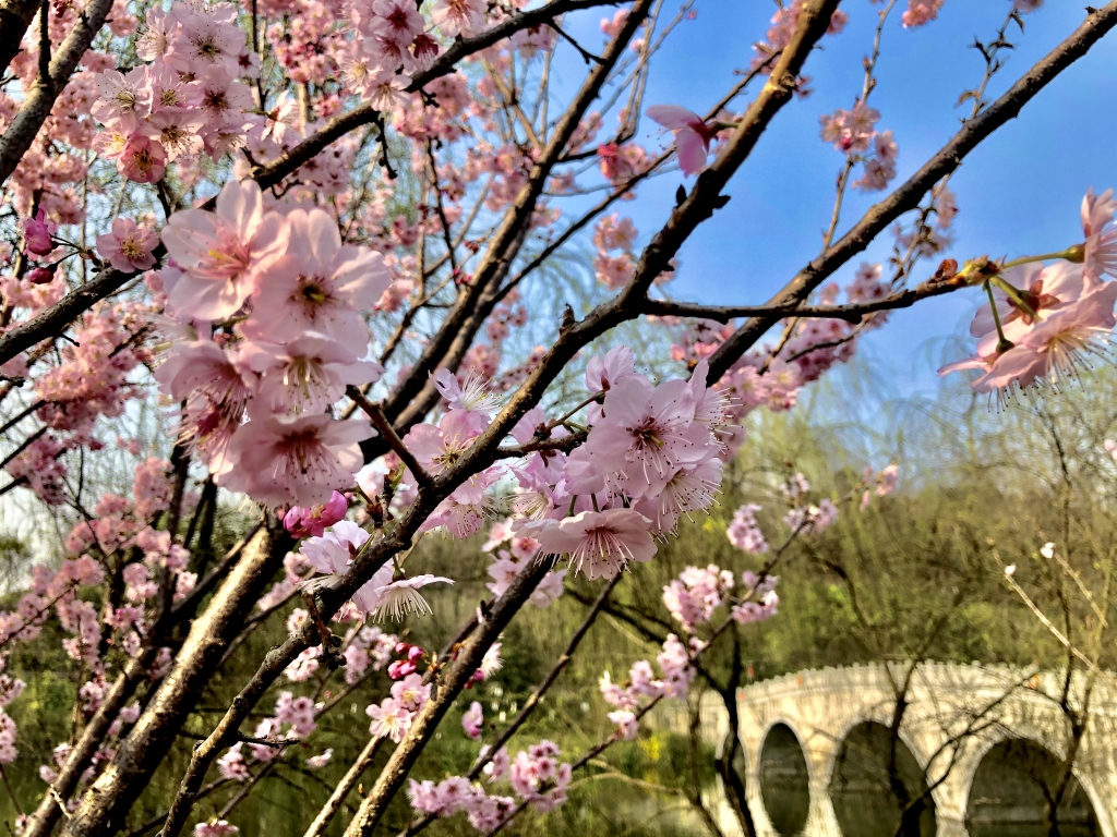 椿寒樱花色粉红，与蓝天相映显得格外唯美。受访单位供图