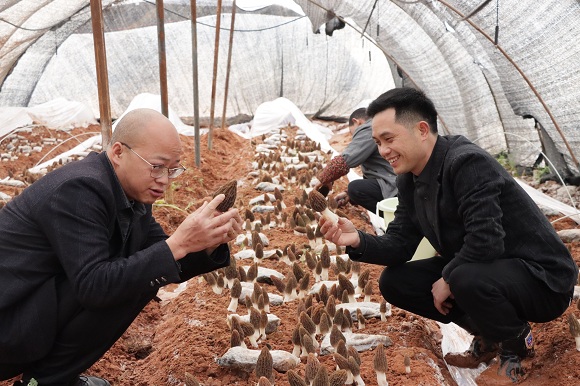 相关人员正在查看羊肚菌品质。黔江区委宣传部供图 华龙网发