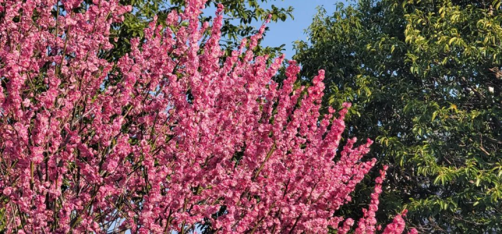 周鹊虹：梦见梅，在初春的深夜4