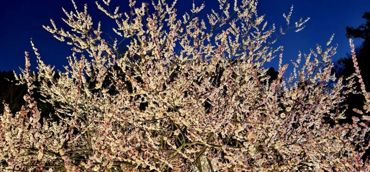 周鹊虹：梦见梅，在初春的深夜3