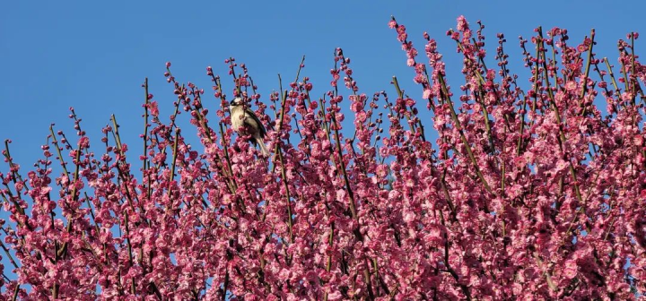 周鹊虹：梦见梅，在初春的深夜5