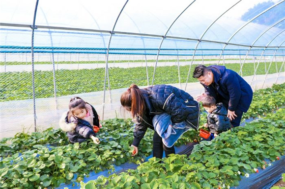 一家四口在草莓园中寻觅成熟的草莓。记者 刘文静 摄