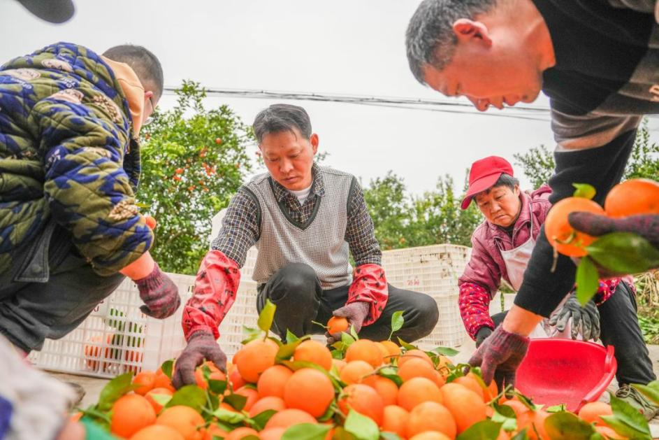 长寿区长寿湖镇石回村，村民正在分拣柑橘。谢智强 摄