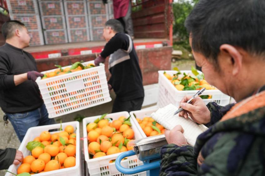 村民将橙子搬运装车，这些果子通过拼多多销往全国。谢智强 摄