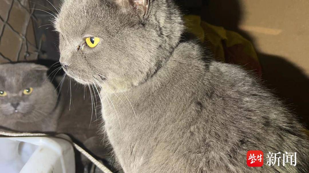 戴定位器的爱猫失踪，显示被运至广州 女孩坐飞机跨越1600公里将其救出