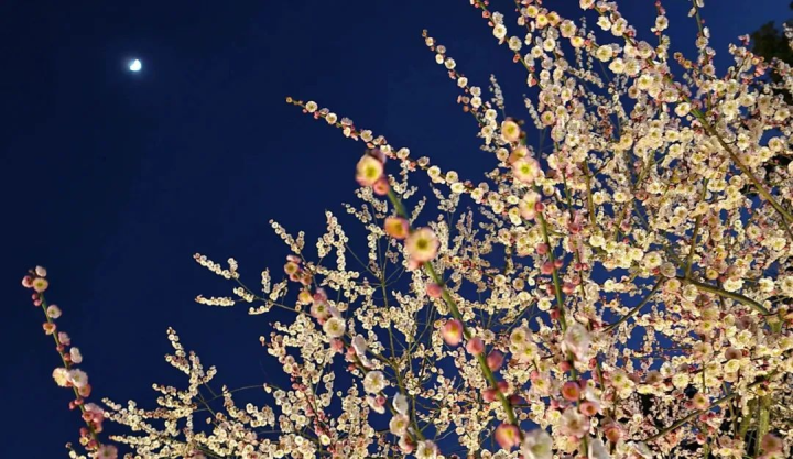 周鹊虹：梦见梅，在初春的深夜1