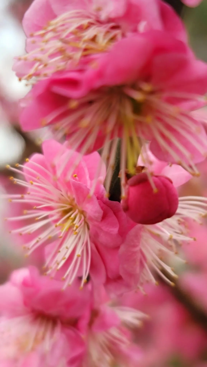 周鹊虹：湖畔早梅6