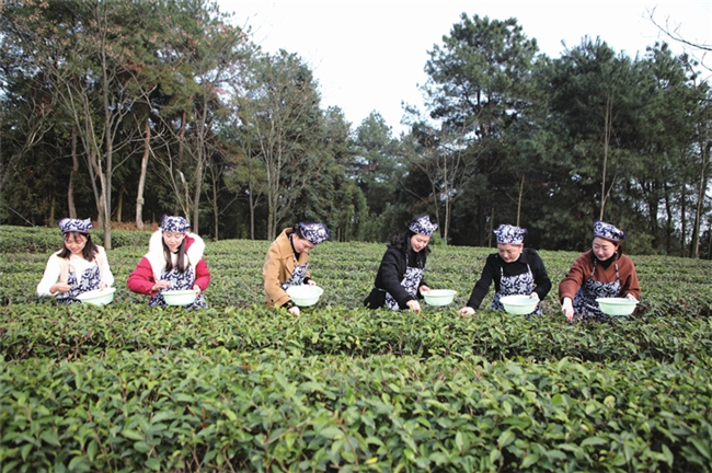 体验采茶现场。渝西都市报记者 陈仕川 摄