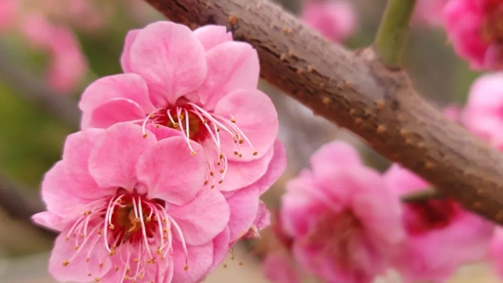 周鹊虹：湖畔早梅1