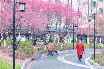 双桂街道正龙小区，人行步道上红梅盛开，市民从树下走过，宛如一幅春日画卷。记者 熊伟 摄