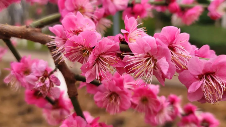 周鹊虹：湖畔早梅8