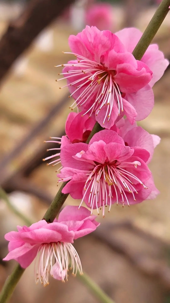 周鹊虹：湖畔早梅9