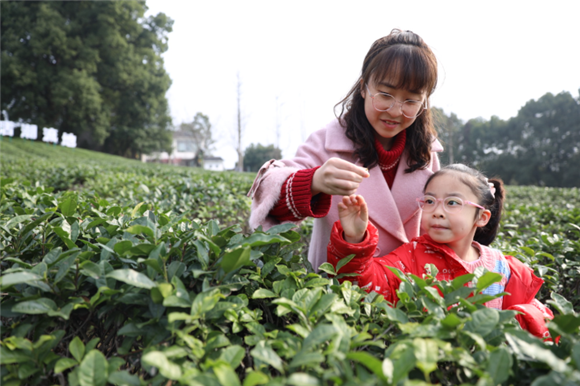 市民在定心采茶节上体验采摘乐趣。记者 刘纪湄 摄