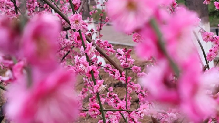 周鹊虹：湖畔早梅4