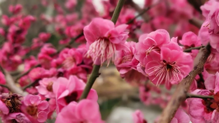 周鹊虹：湖畔早梅3