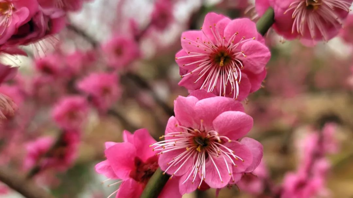 周鹊虹：湖畔早梅7