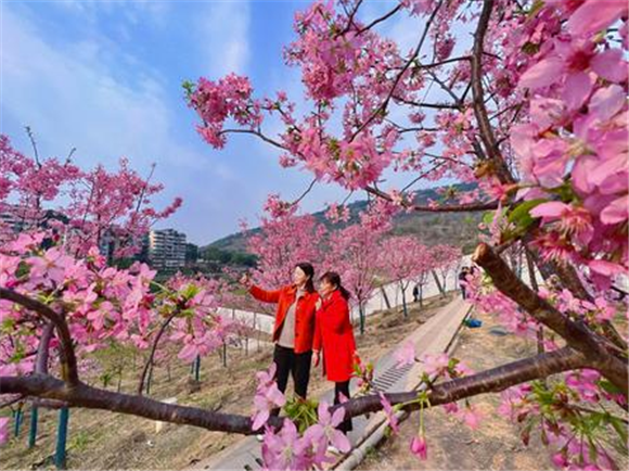 綦江河畔樱花开放。记者 成蓉 摄
