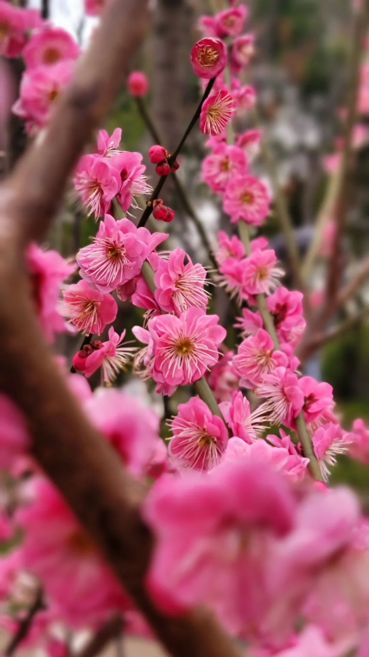 周鹊虹：湖畔早梅5