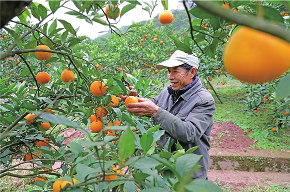 统景柑橘。记者 胡瑾 摄