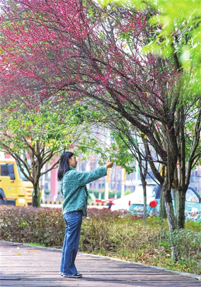 双桂公园，市民在盛开的红梅树下拍照。记者 刘辉 摄