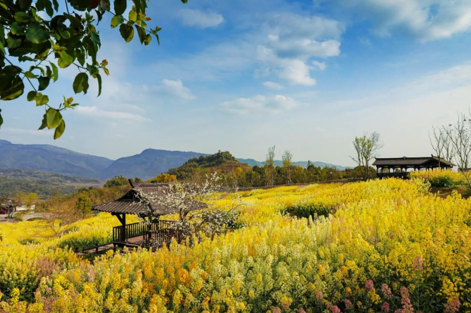 The gorgeous canola flowers in the Shuitu New City. (File photo)