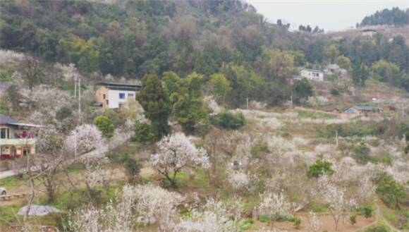 1千亩樱桃花迎春绽放。铜梁区融媒体中心供图