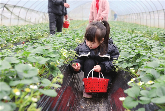 草莓采摘。记者 胡瑾 摄