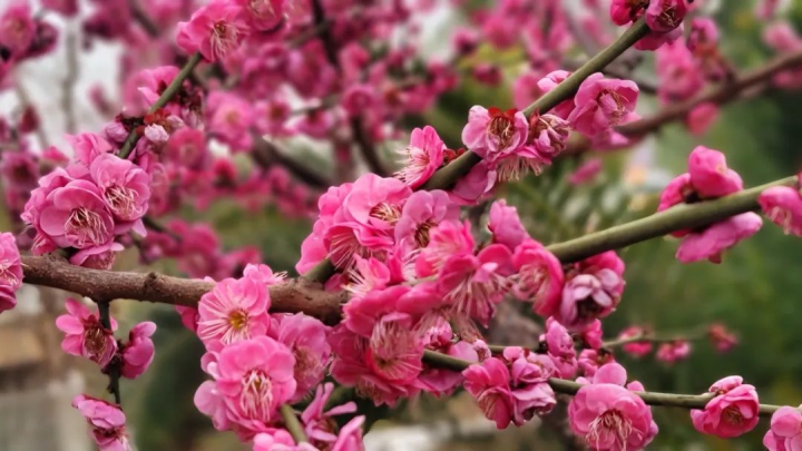 周鹊虹：湖畔早梅2